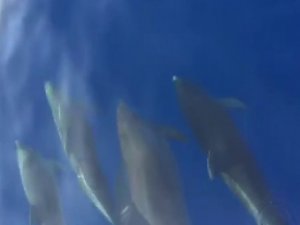 Samandağ açıklarında yunuslardan görsel şölen