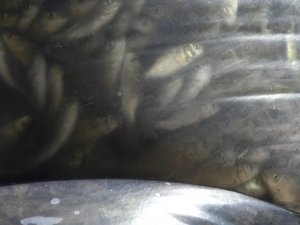 Kars’ta 2 milyon sazan yavrusu göllere bırakıldı