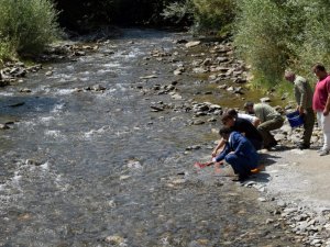 Gümüşhane’de derelere 10 bin alabalık daha bırakıldı