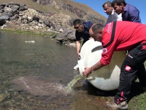 Sat Buzul Göllerine 60 bin yavru sazan bırakıldı