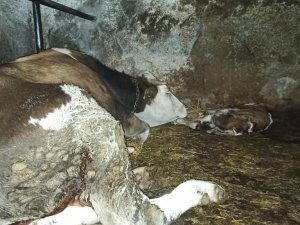 Ölen yavrusunun başında saatlerce bekledi