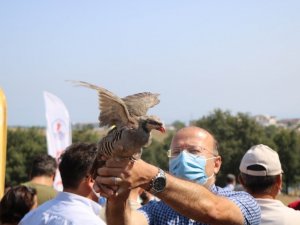 OMÜ’de kampüse keklik ve sülün salındı