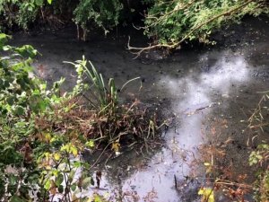 Acarlar Longozunu besleyen derelerde balık ölümlerine bölge halkından tepki