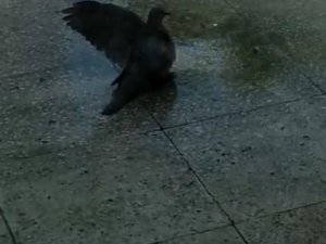 Kumrunun klima suyuyla banyo keyfi