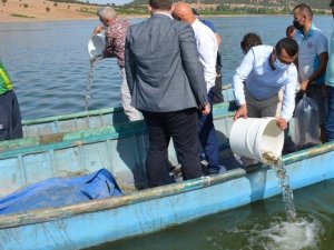 Isparta’da su kaynaklarına 933 bin 720 adet balık bırakıldı