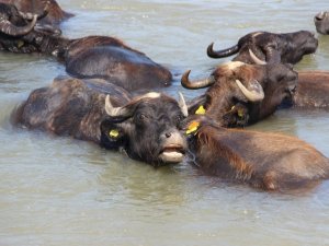 Afrika belgesellerini aratmayan görüntüler