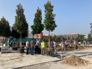 Düzce kent merkezinde 49 ağacın dikimine başlandı