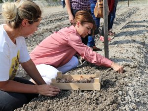 Safran tohumları toprakla buluştu