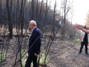 Kılıçdaroğlu Marmaris’te evleri yanan aileyi ziyaret etti, yeşillenen bir ağacın fotoğrafını çekti