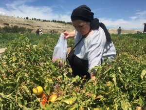 Bu tarlada satılan tüm sebzeler müşteriler tarafından toplanıyor