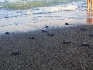 Samandağ sahilindeki yavru deniz kaplumbağalarının deniz yolculuğu sürüyor