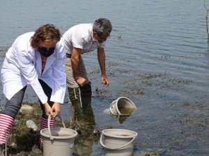 Tekirdağ’da son 3 yılda yarım milyon sazan yavrusu göletlere bırakıldı