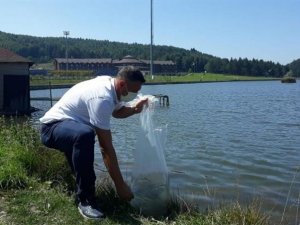 Göllere 70 bin yavru sazan balığı bırakıldı