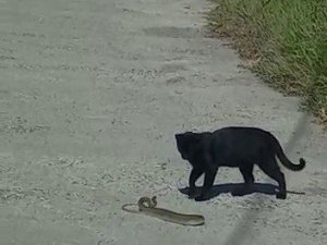 Kedi ile yılanın kavgasında pes eden yılan oldu