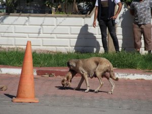 Anne köpeğin ölü yavrusunu taşıması duygulandırdı