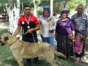8 asırlık etkinliğin ilk gününde çoban köpekleri boy gösterdi