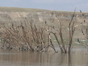 Baraj suyu çekildi, ağaçlar ortaya çıktı