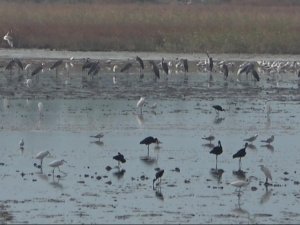 Mileyha sulak alanında kuş gözlem etkinliği