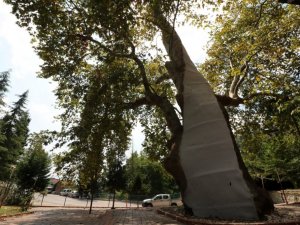 Asırlık çınar ağaçlarının bakımı ve tedavisi yapıldı