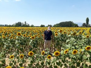 3 bin dekarlık ayçiçeği tarlaları görsel şölen oluşturdu