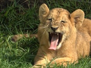 Yavru aslan boyuna bakmadan sağa sola kükredi