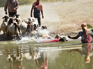 Asırlık gelenek başladı, kınalı koçlar suya atlamak için sıralandı