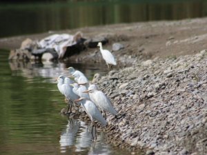 Kuraklık balıkçıl kuş türlerini göçe zorluyor