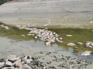 Göletteki sular çekildi, yüzlerce balık telef oldu