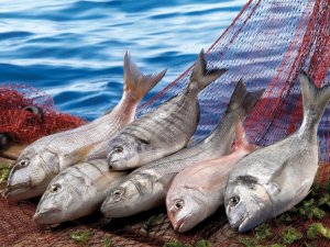 Şimdi balık zamanı