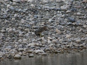 Şırnak’ta soyu azalan Bayağı Balaban kuşu görüntülendi
