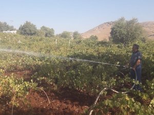 Diyarbakır’da kurumaya yüz tutan üzüm bağları itfaiyenin desteği ile sulandı