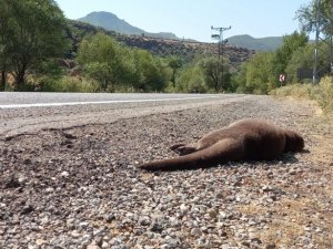 Koruma altındaki su samuru kazada telef oldu