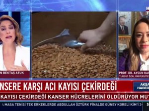 Rektör Karabulut, acı kayısı çekirdeğinin kanser hücrelerine etkisini anlattı