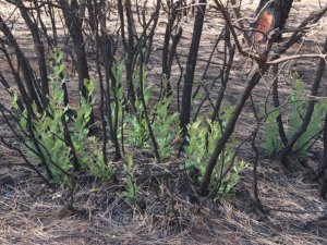 Orman yangınında yanan ağaçların kökleri filizlendi