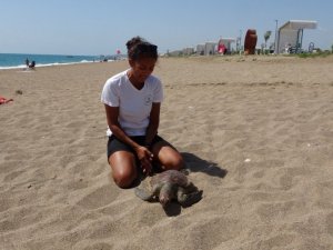 Yaralı caretta ihbarına gitti, ölüsüyle karşılaştı