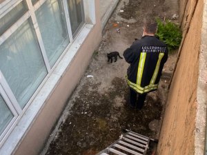 Apartman boşluğunda mahsur kalan kedi itfaiye ekiplerince kurtarıldı