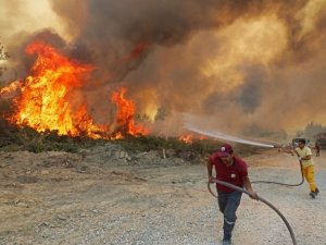 Yanan ormanlar için 1 milyon fidan bağışı