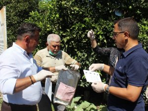 Akdeniz meyve sineğine karşı biyoteknik mücadele