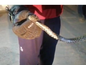 Eve giren yılan itfaiye ekiplerince yakalandı