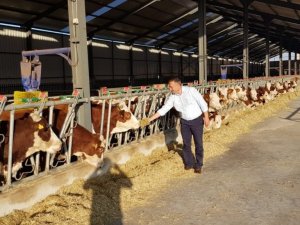 Çorum’da sonbahar dönemi şap aşılama kampanyası başlıyor