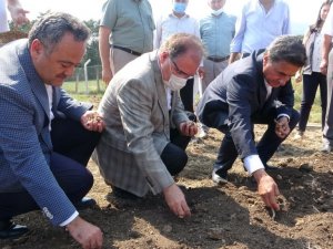 Mutluluk iksiri safranın soğanları toprakla buluşturuldu