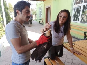 Iğdır’da yaralı halde bulunan saz delicesi tedavi altına alındı