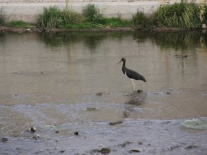 Kara leylek, Sivas’ta ortaya çıktı