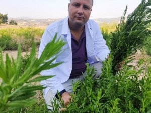 Yapışkan Andız Otu kanser hastalarının aradığı bitki oldu