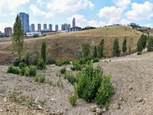 Dikmen Deresi’nde yürütülen atıkla mücadele çalışmaları tamamlandı