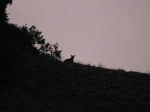 Tunceli’de kurt görüntülendi