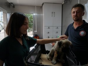 Selde ailesini kaybeden yavru köpek, iştahtan kesildi