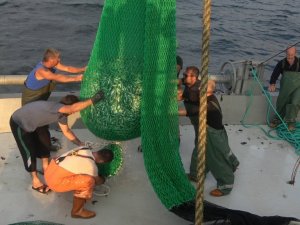 Ağlara kasa kasa istavrit takıldı