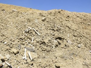 Elazığ’da içme suyu yolu mezarlık içinden geçince, kemikler etrafa saçıldı