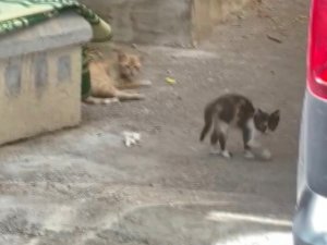 Araçta mahsur kalan kediyi itfaiye kurtardı